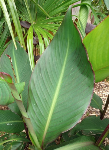 Canna musafolia