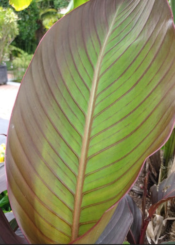 Canna musafolia 'Rubrum'