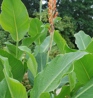 Canna altensteinii