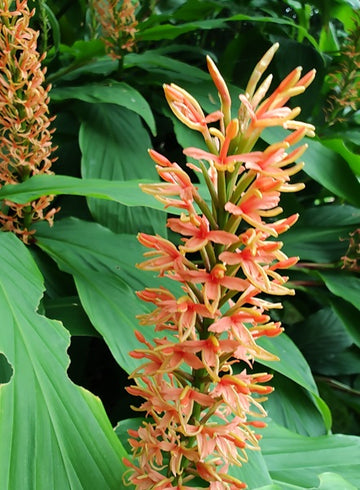 Hedychium densiflorum 'Assam Orange'