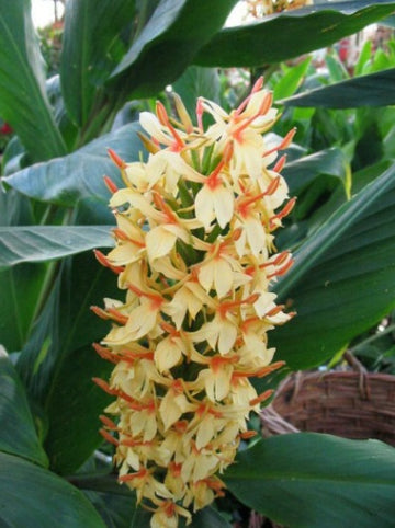 Hedychium densiiflorum 'Stephen'