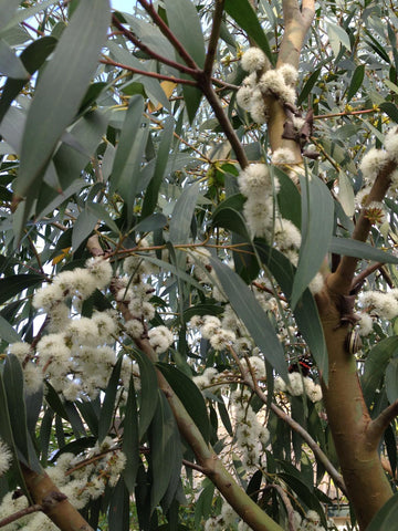 Eucalyptus stellulata