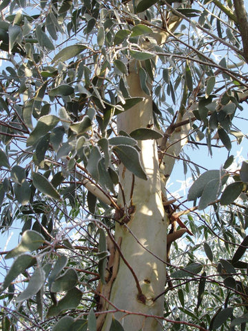 Eucalyptus debeuzevillei