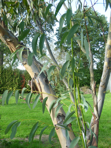 Eucalyptus niphophila