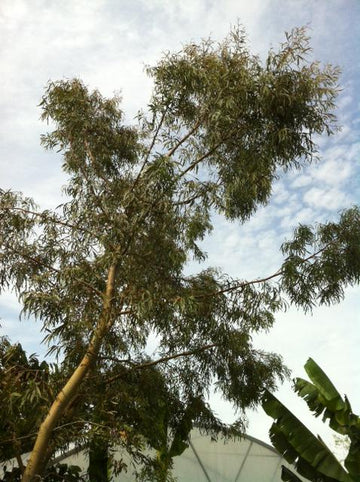Eucalyptus parvula (parvifolia)