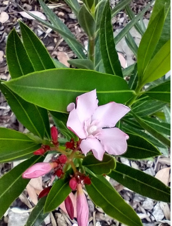 Nerium Oleander "Atlas"