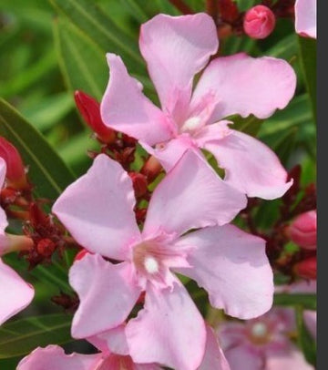 Nerium oleander "Nain de Tidili"