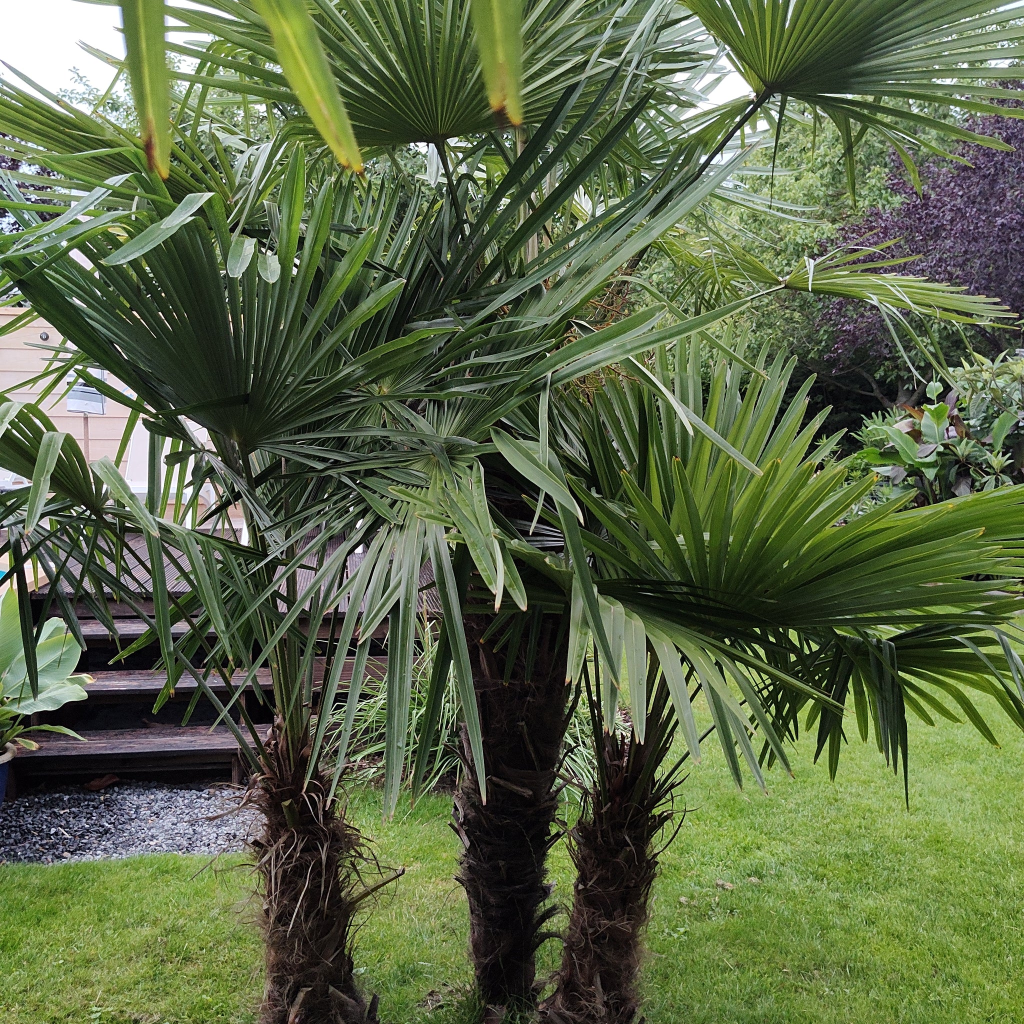 Trachycarpus Fortunei "Ticino"