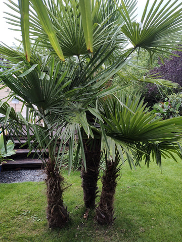 Trachycarpus Fortunei "Ticino"