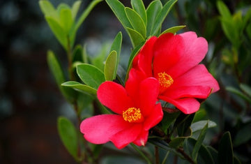 Camellia "Changii"