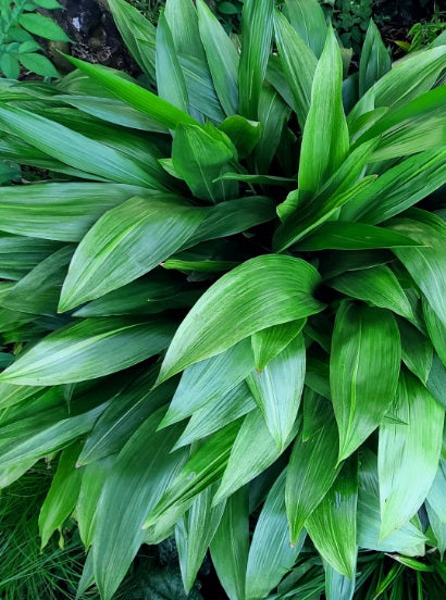 Aspidistra elatior