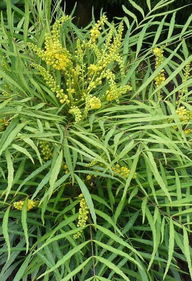 Mahonia eurybracteata 'Soft Caress'