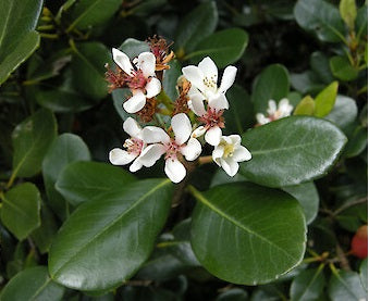 Rhaphiolepis umbellata