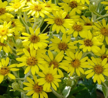 Senecio compacta "Drysdale"