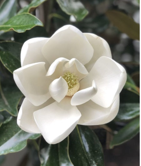 Magnolia grandiflora 'Little Gem'