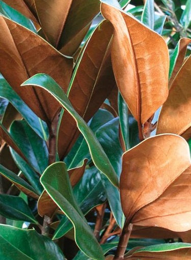 Magnolia grandiflora 'Bracken's Brown Beauty'