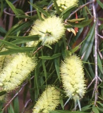 Callistemon sieberi