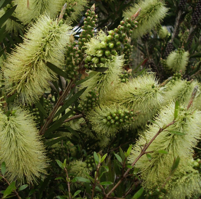 Callistemon salignus