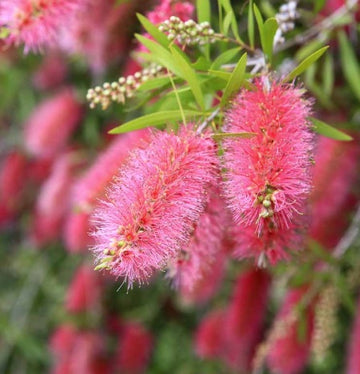 Callistemon Beezlebuzz