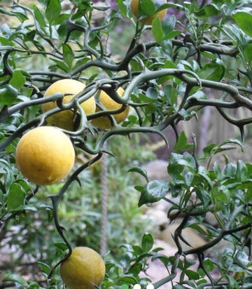 Poncirus trifoliata "Flying Dragon"