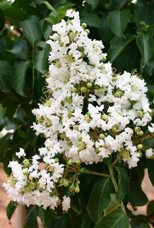 Lagerstroemia indica "Sarah's Favourite"