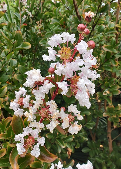 Lagerstroemia indica "Nivea" (wit)