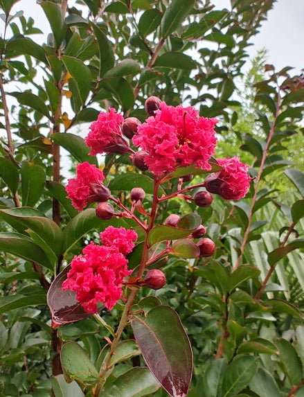 Lagerstroemia indica (fuchsia rood)