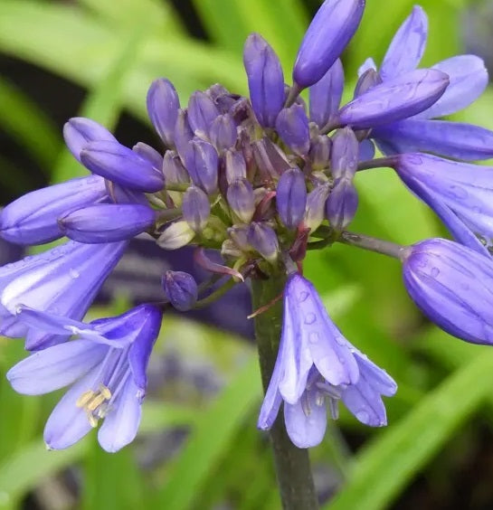 Agapanthus "Ever Sapphire"