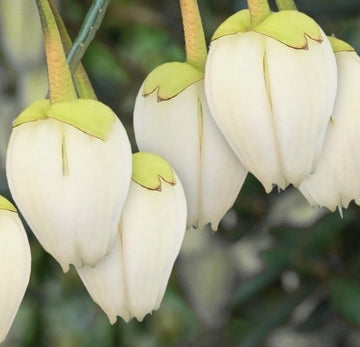 Crinodendron hookerianum 'Alf Robbins'