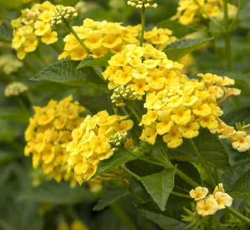 Lantana 'Chapel Hill Yellow' - Subtropisch tuinieren
