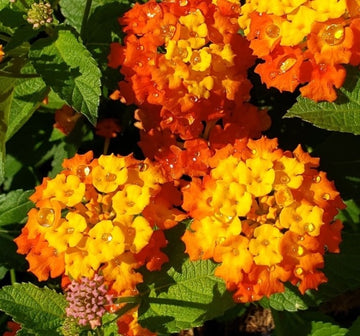 Lantana 'Star Landing' - Subtropisch tuinieren