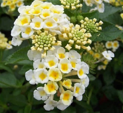 Lantana 'Sunny Side Up' - Subtropisch tuinieren