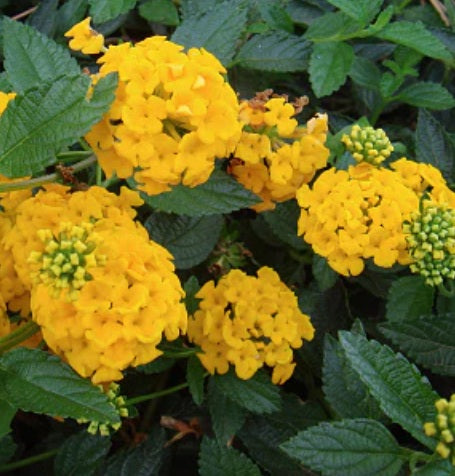 Lantana 'New Gold' - Subtropisch tuinieren