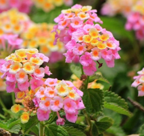 Lantana 'Ham and Eggs' - Subtropisch tuinieren