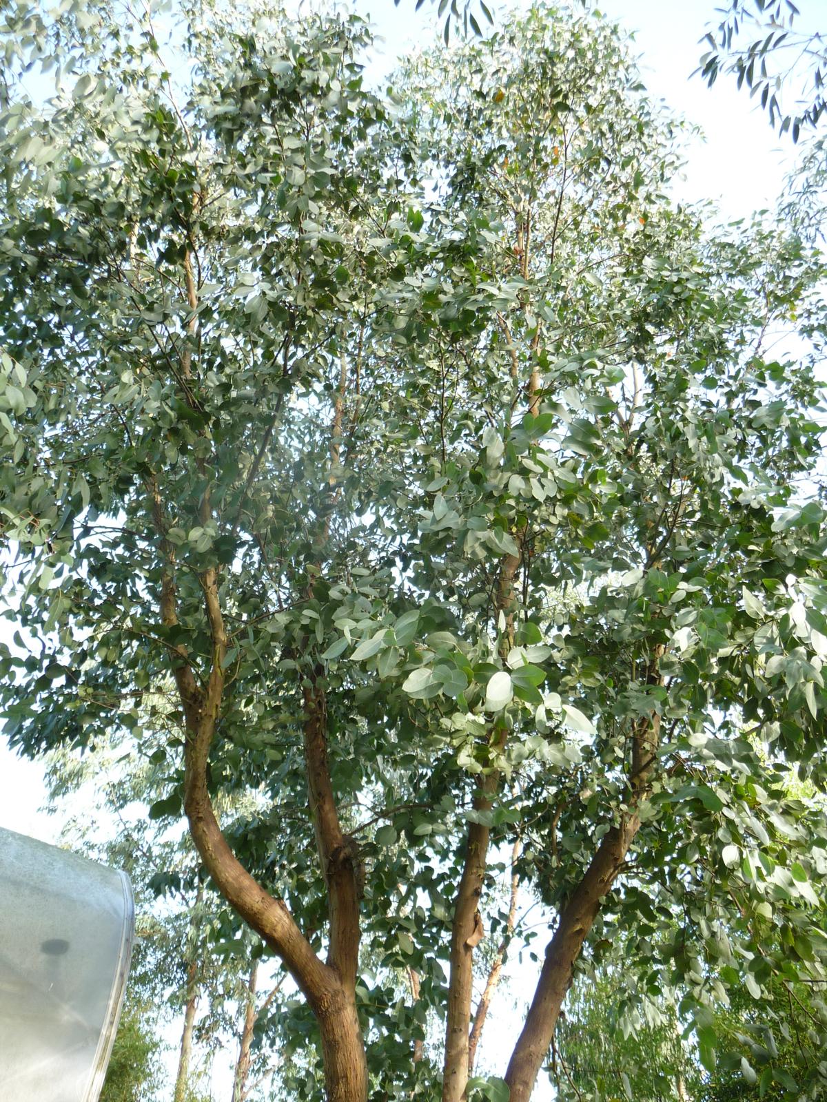 Eucalyptus neglecta