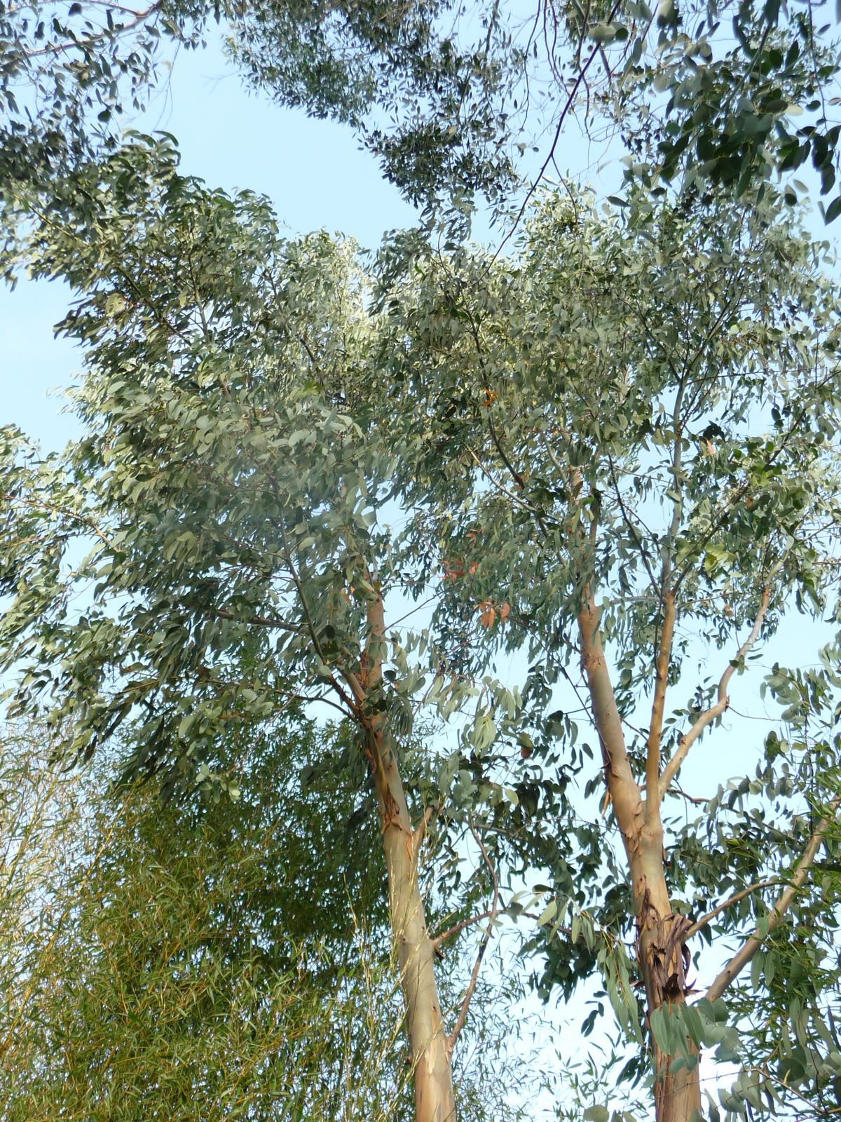 Eucalyptus gunnii