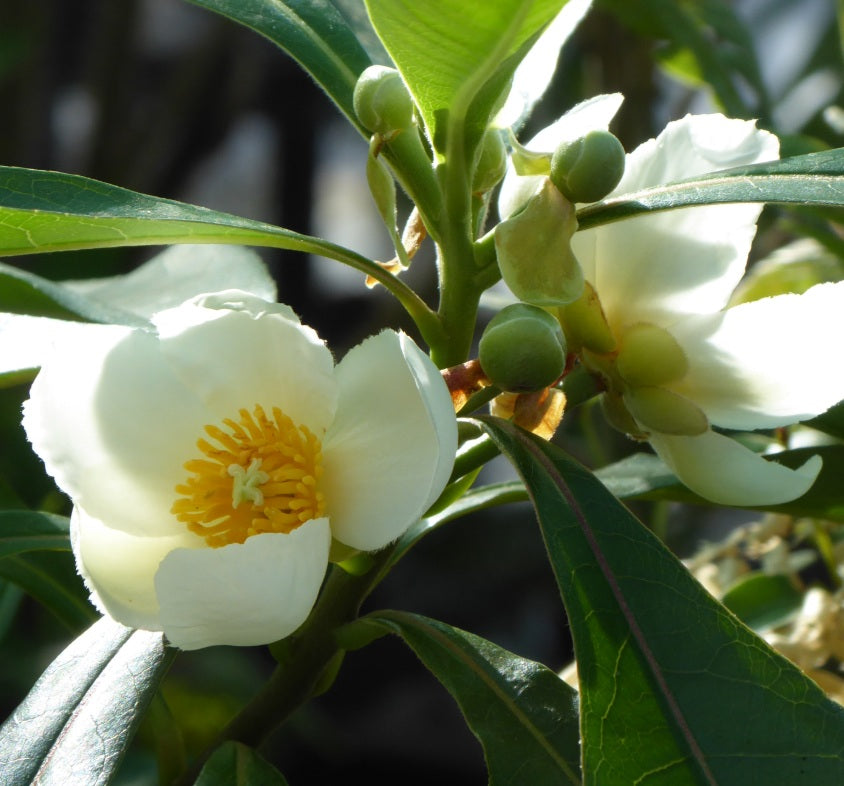 Gordlinia grandiflora