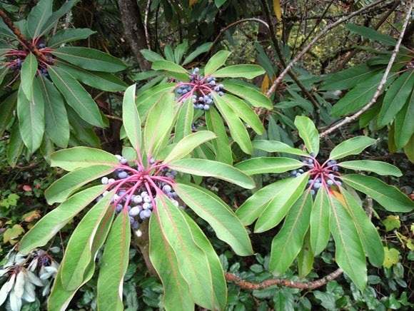 Daphniphyllum macropodum