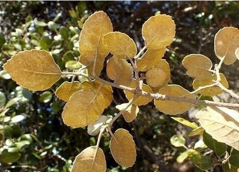Quercus alnifolia