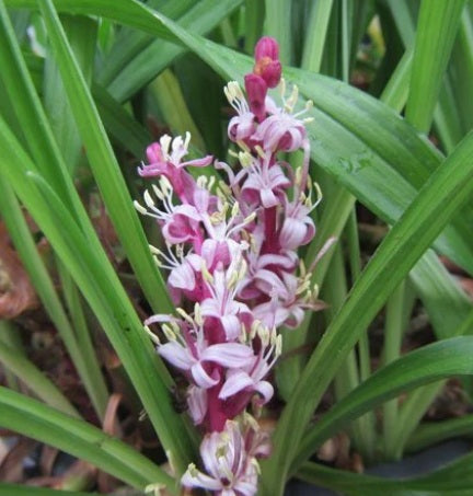 Reineckia carnea